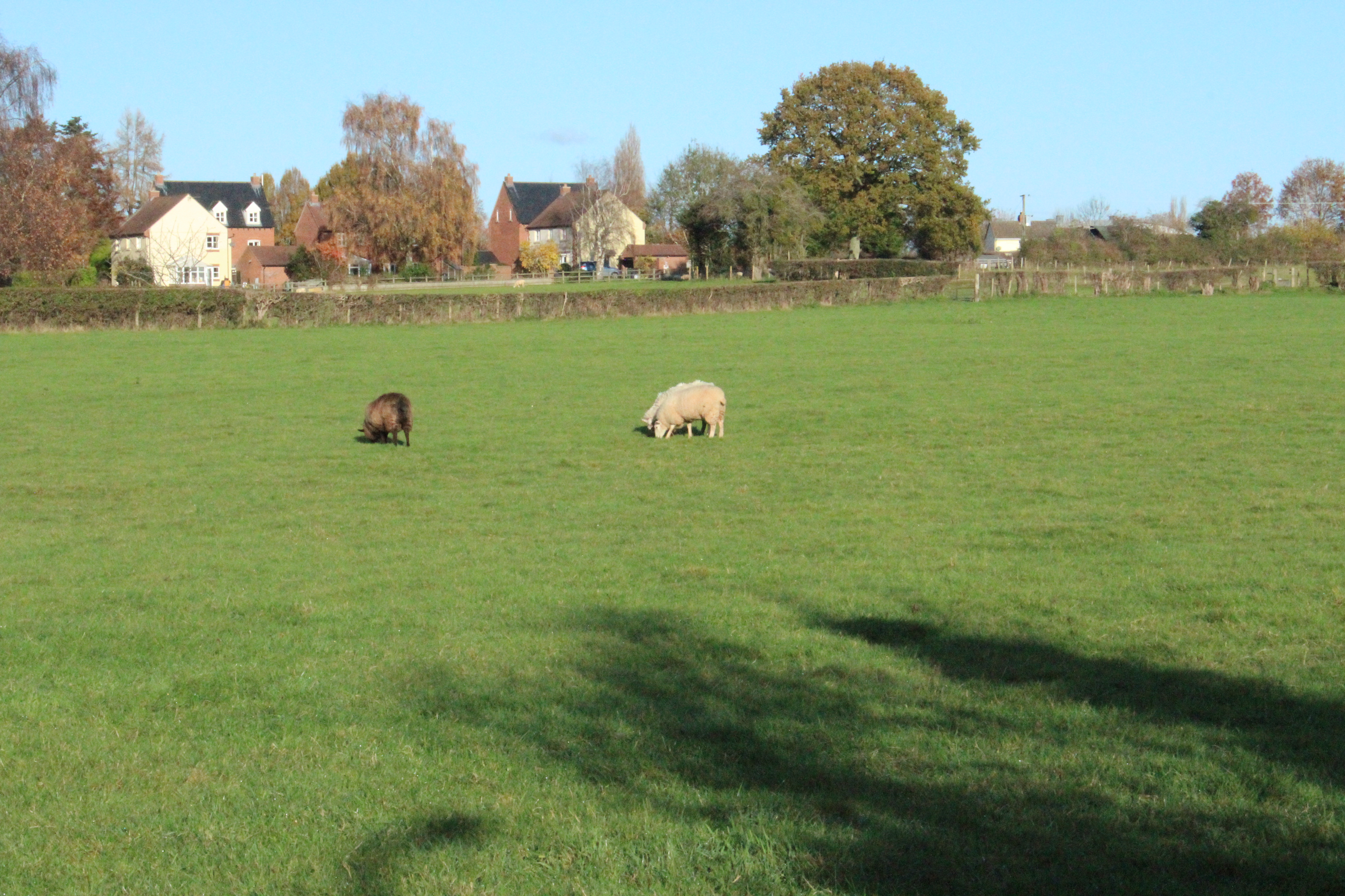 Sheep in a Field
